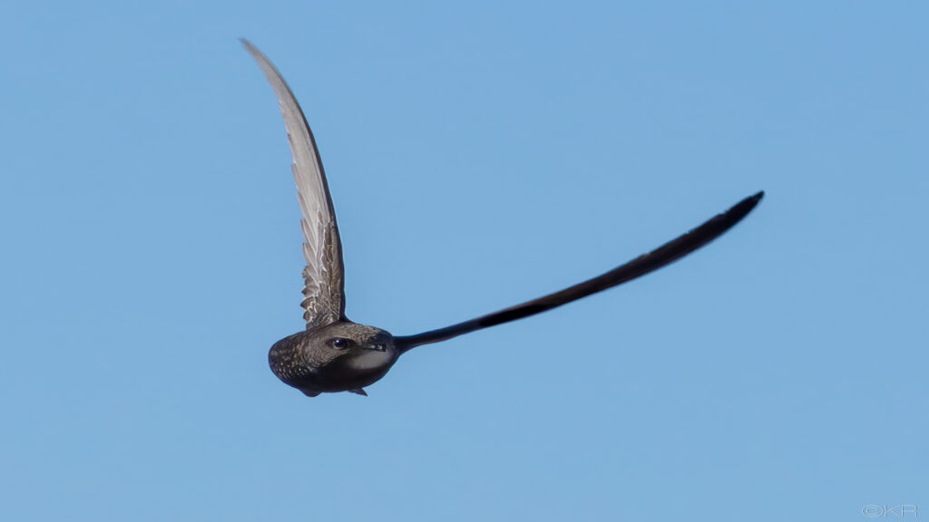 Common swift / Tårnseiler (apus apus)