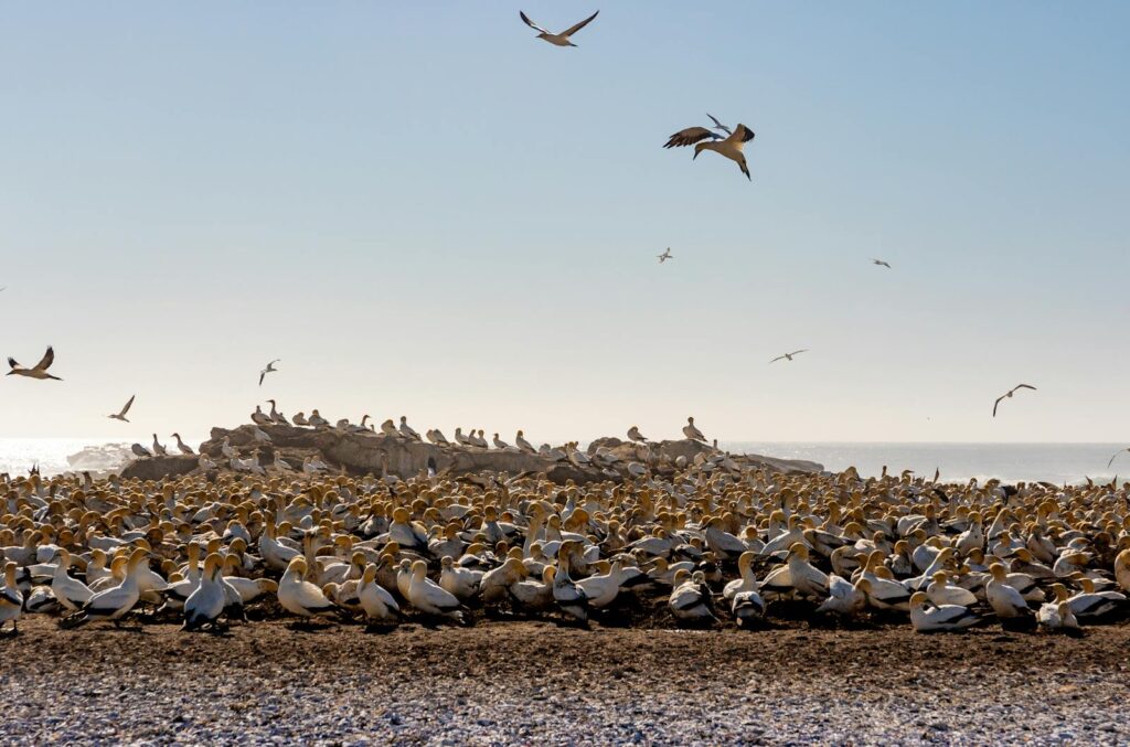 A large flock of Cape Gannets gathered, under a clear blue sky.