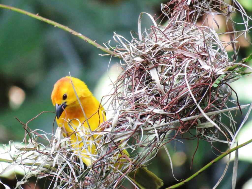 Bright yellow bird building a nest with twigs outdoors, showcasing nature's beauty.
