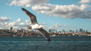 Seagull flying over calm water with city skyline in the background