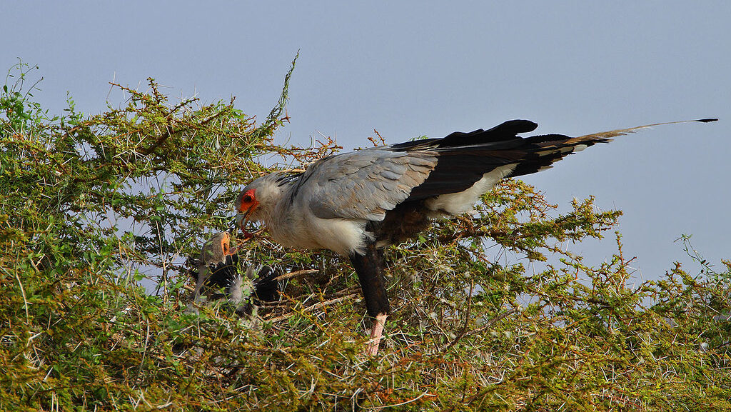 Secretary bird feeding baby birds in nest on open grassland