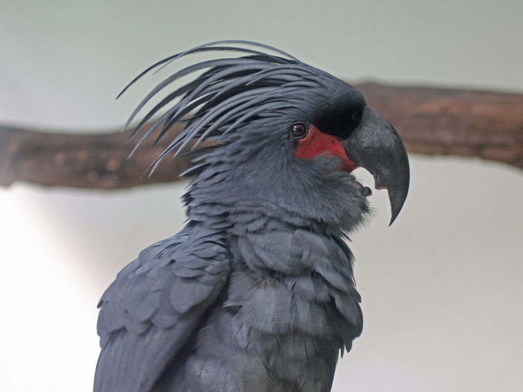 Palm Cockatoo