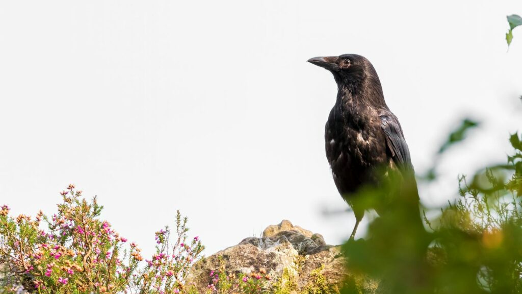A black crow on a rock surrounded by greenery and flowers.