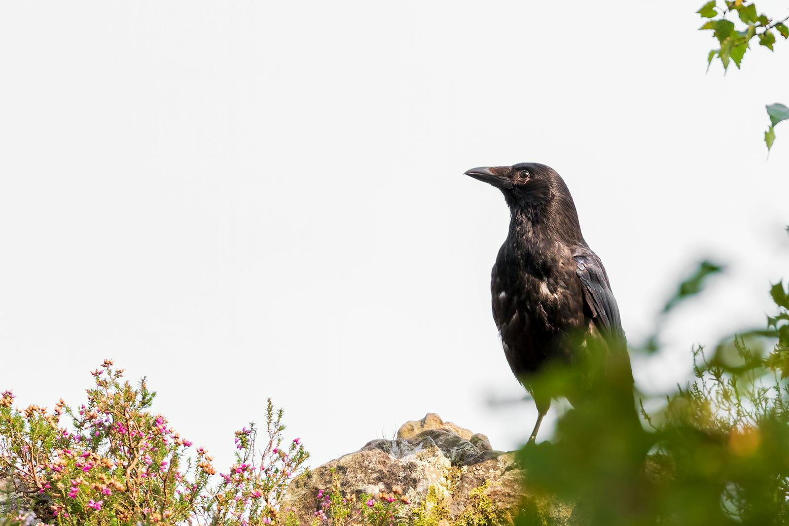 A black crow on a rock surrounded by greenery and flowers.