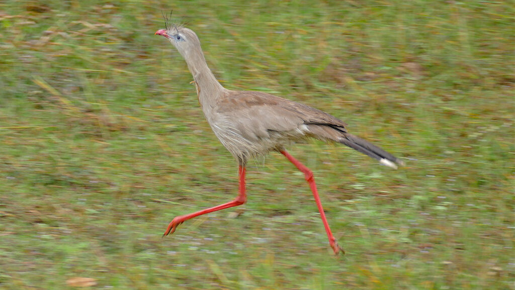 Red-Legged Seriema running swiftly through open grassland