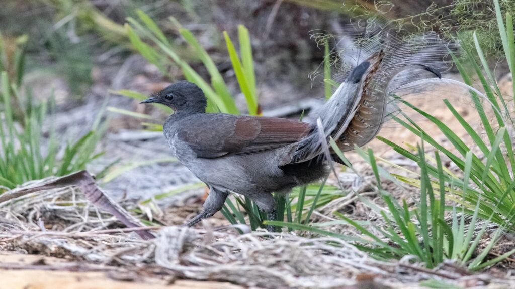 A Lyrebird