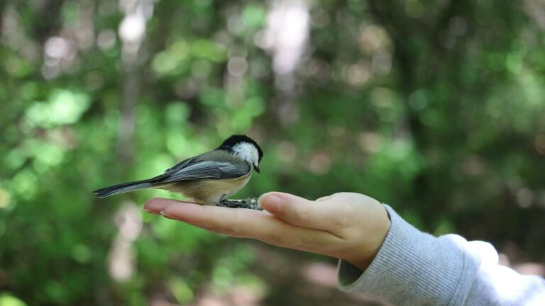 A cute chickadee bird perched on a person's hand in a forest setting, showcasing trust and nature connection.