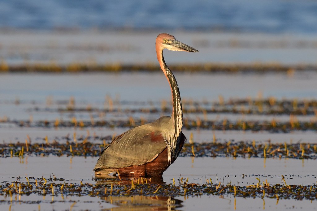 A Goliath Heron stands gracefully in shallow water.