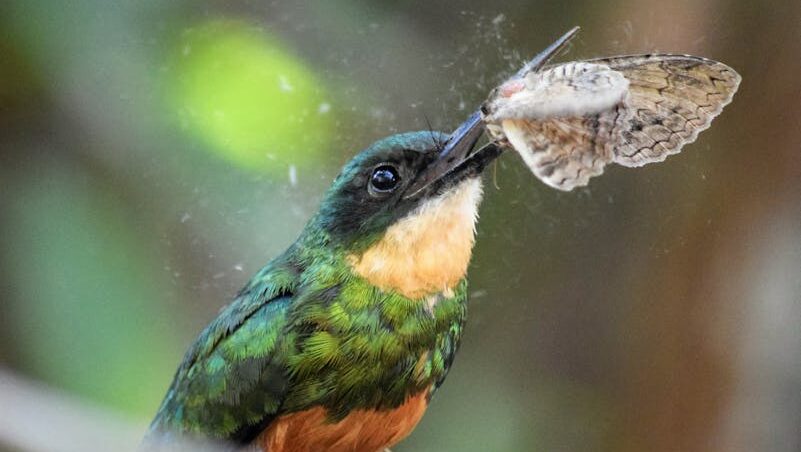 A hummingbird catching a butterfly with its beak
