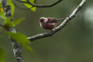 A Pink-headed Warbler perches on a branch, its vibrant plumage standing out.