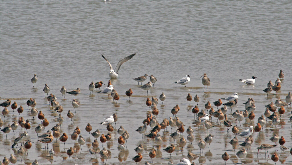 A vast flock of Bar-Tailed Godwits and other shorebirds wades in shallow water.