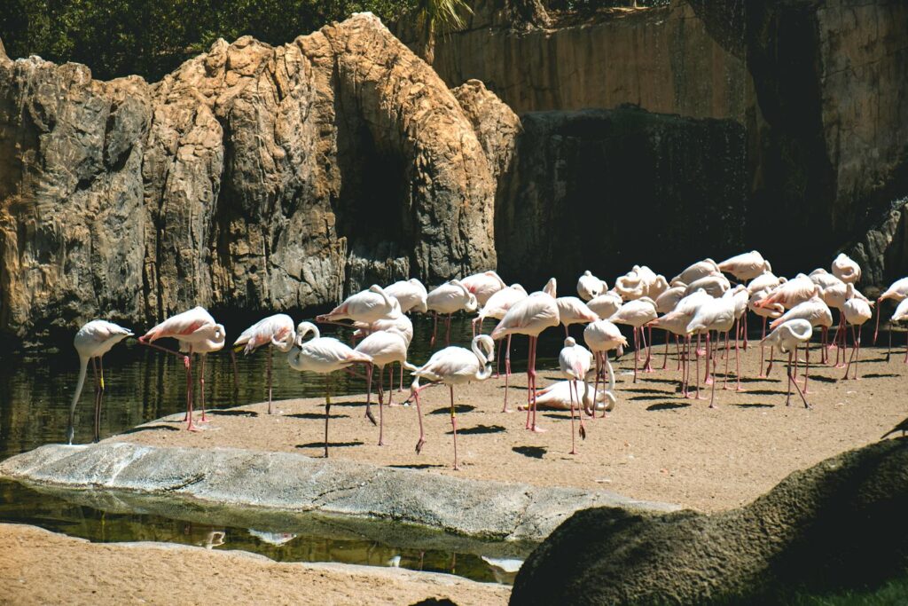 A vibrant group of pink flamingos standing among rocky surroundings in a zoo.