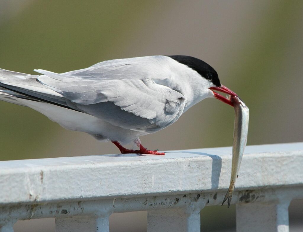 An arctic tern perched on a railing with a fish in its beak, captured outdoors.
