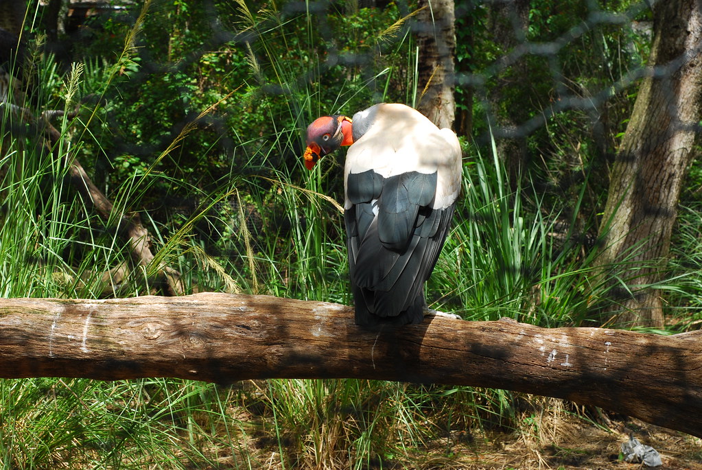 A King Vulture flies, showing its distinct plumage.
