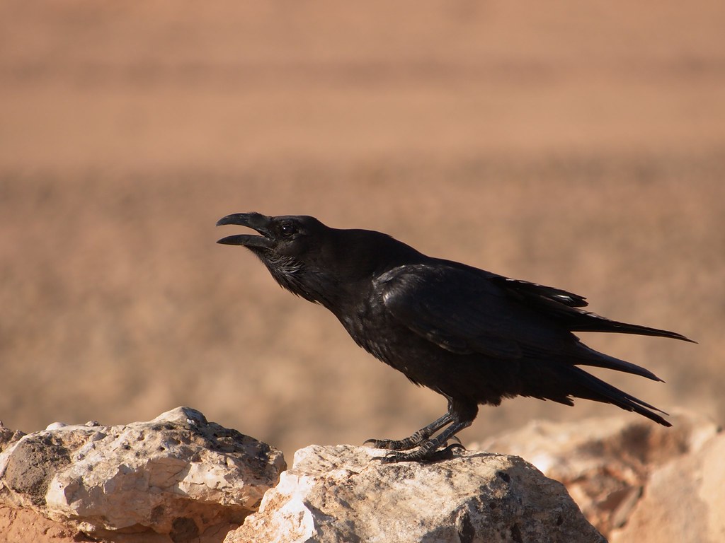 A Common Raven stands on a rock with its beak open.