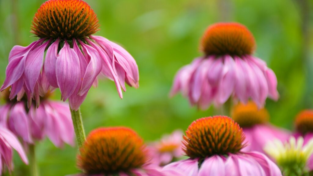 Blooming pink coneflowers with green backdrop