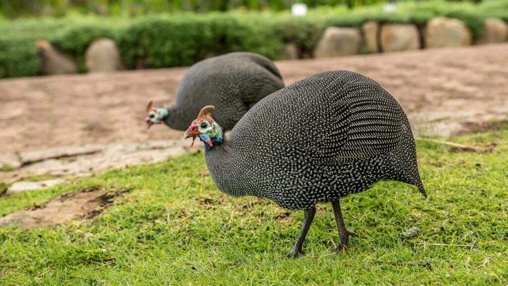 Two Helmeted Guineafowl walking through a grassy outdoor field