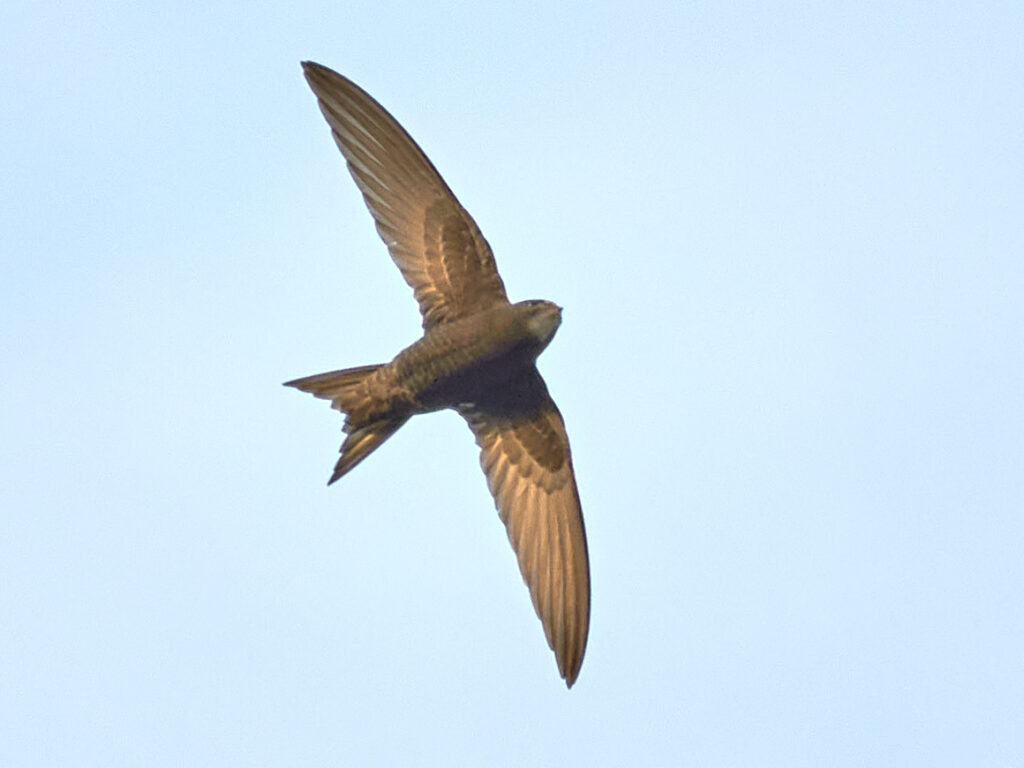 A Common swift flies against a light blue sky.