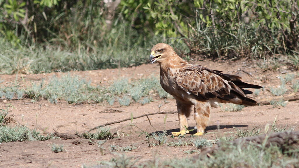 tawny eagle on the ground, scanning its surroundings