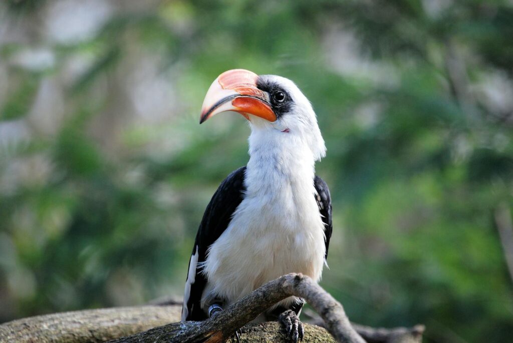 A striking hornbill with vivid plumage perched on a tree branch in a tropical setting.