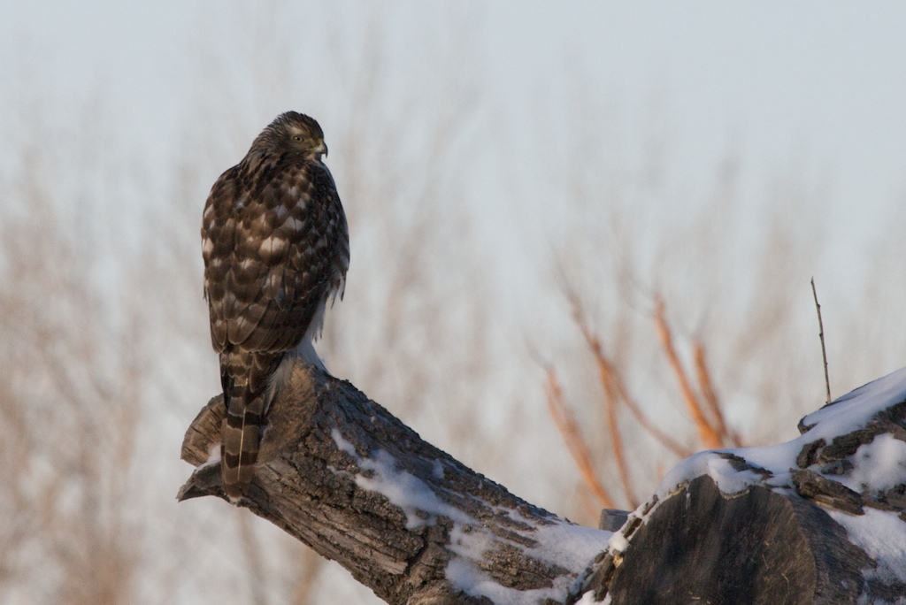 A Cooper's Hawk perches on a snow-covered branch.