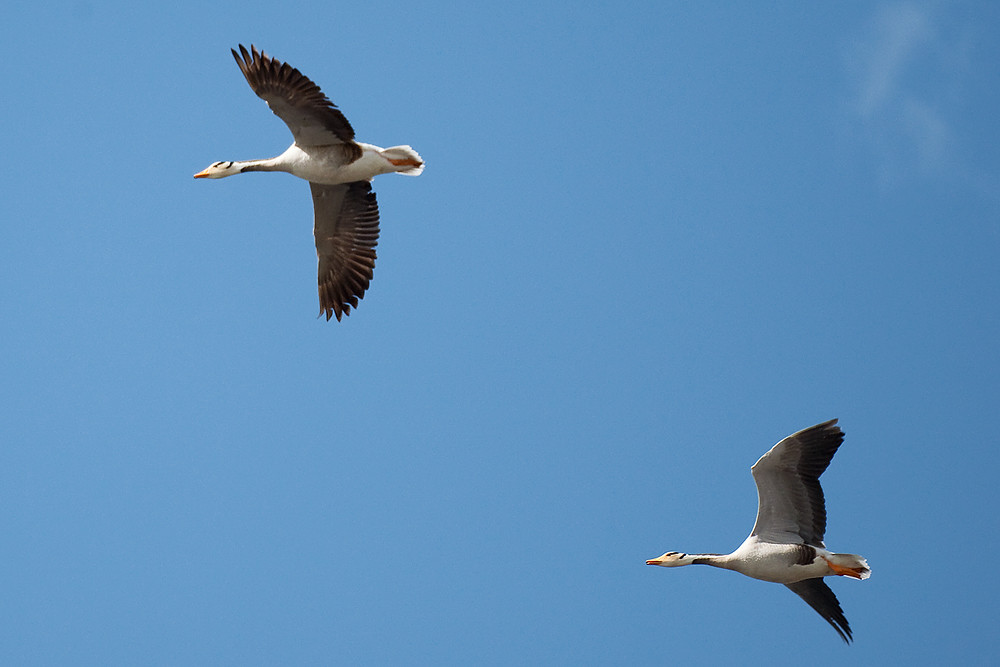 Two bar-headed geese fly in a clear blue sky.