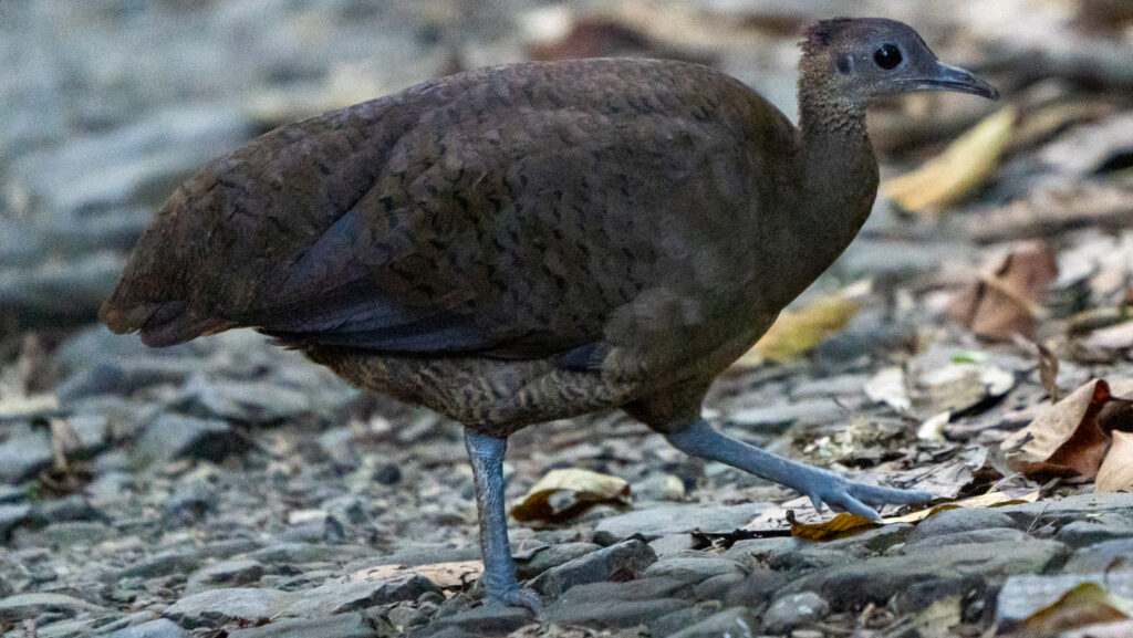 Great Tinamou walking on leaf-covered forest ground