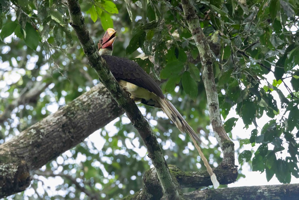 A Helmeted Hornbill perches on a branch, its beak open.