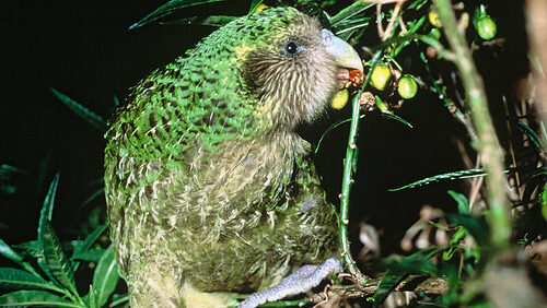 Kakapo nibbling on berries