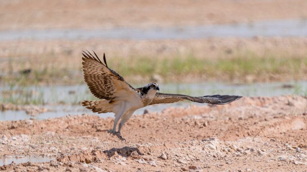 Osprey gracefully lands on dry terrain in Qatar, showcasing its powerful wings and hunting prowess.