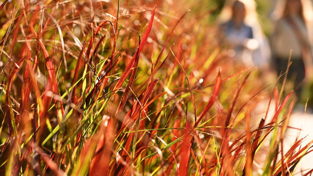 "Close-up image of ornamental red switchgrass