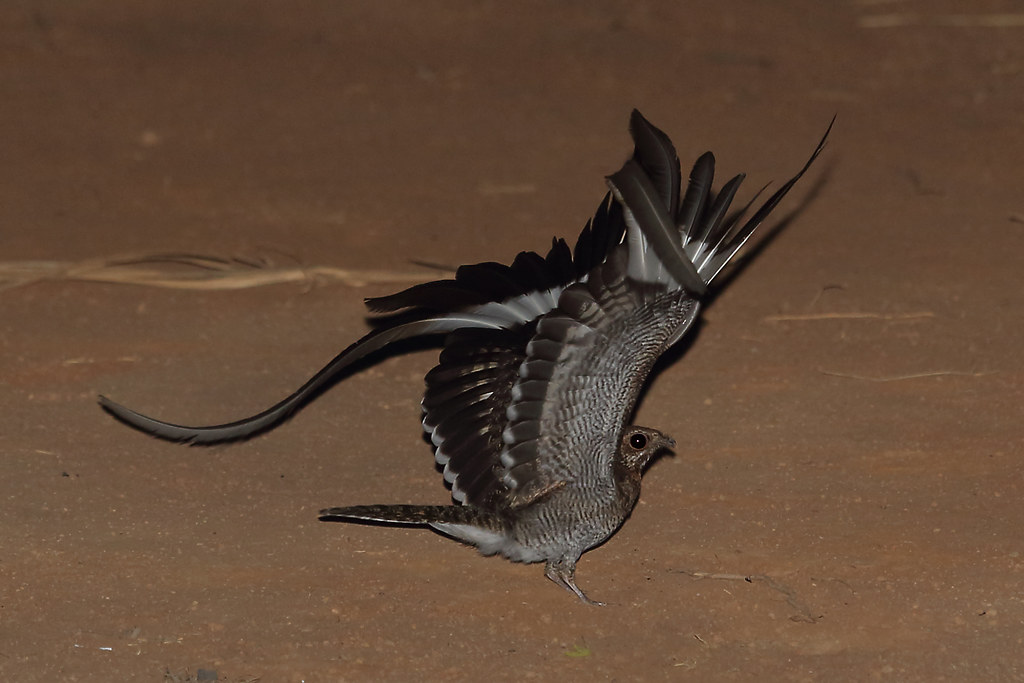 A nightjar with long, curved tail feathers spreads its wings.
