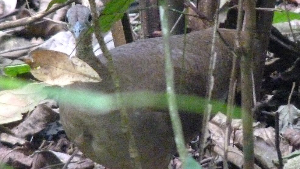 Great Tinamou partially hidden among forest twigs
