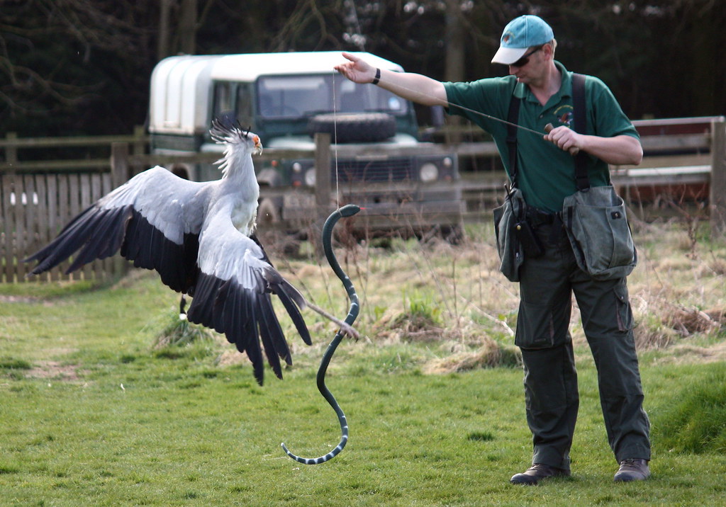 A man holds a snake as a secretary bird with spread wings is about to catch it.