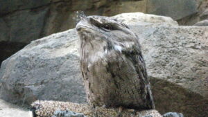A tawny frogmouth with textured gray-brown feathers perches on a rock.