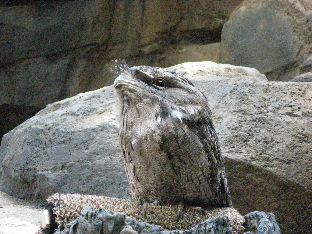 A tawny frogmouth with textured gray-brown feathers perches on a rock.