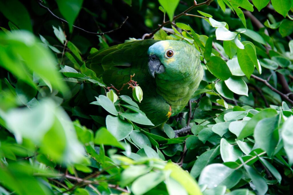 A green parrot blends seamlessly with lush jungle leaves, showcasing nature's perfect camouflage.