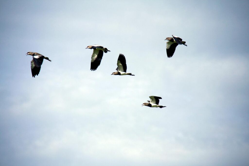 A group of birds flying gracefully against a clear sky, showcasing their plumage.
