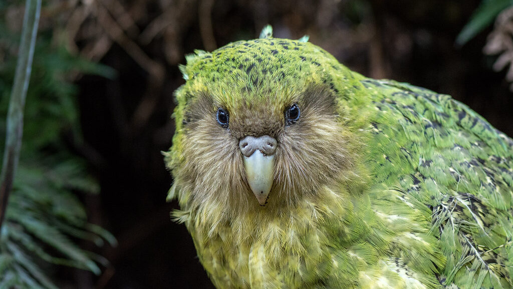 Kakapo staring with curious expression.