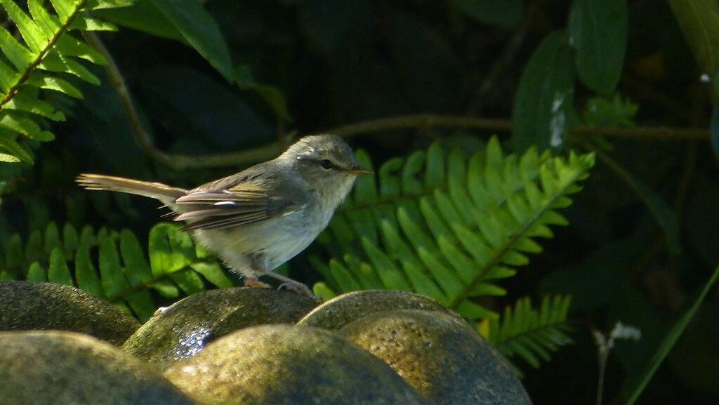 Japanese Bush-Warbler perched on a stone feature