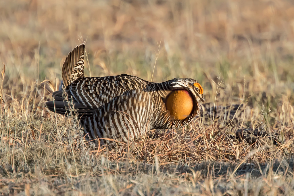 A Greater Prairie Chicken displays its impressive plumage and vibrant orange air sacs.