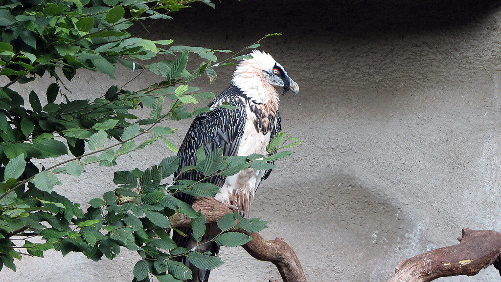 Bearded Vulture perched on a curved branch, partially covered by leaves