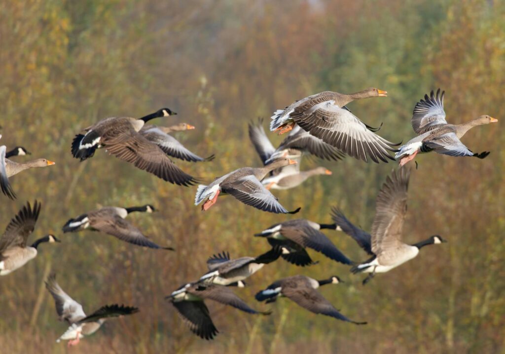 Flock of geese flying together in the sky.