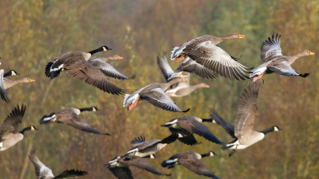 Flock of geese flying together in the sky.