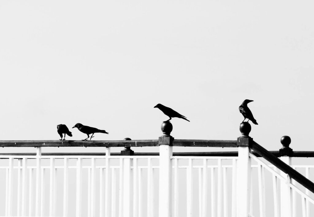 Silhouetted Common Crows perched on a railing.