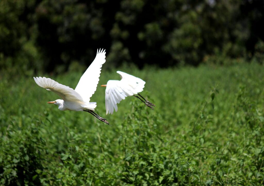 Two white egrets gracefully flying over a vibrant green wetland, showcasing natural beauty and tranquility.