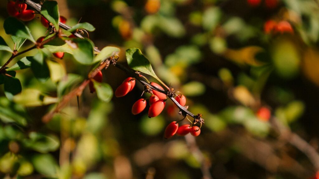 Close-up of ripe red barberry berries on branch with vibrant colors
