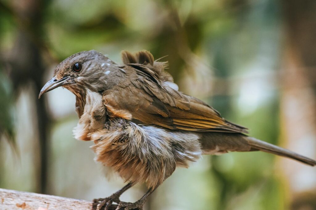 A serene close-up shot of a fluffy brown bird perched on a branch, captured outdoors.