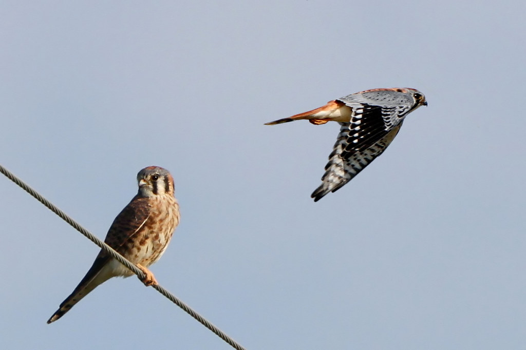 An American kestrel and an Amur falcon are displayed, one perched and the other in flight.