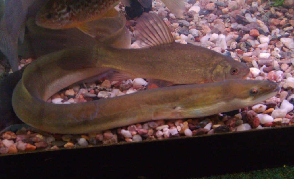 An European eel in aquarium.
